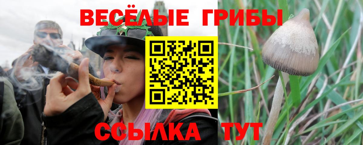 Псилоцибиновые грибы Psilocybine cubensis Димитровград